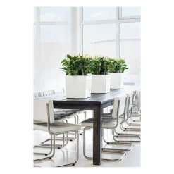 Vaso Cube 30 Set Completo-Lechuza Best