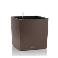 Vaso Cube 50 Set Completo-Lechuza Hot