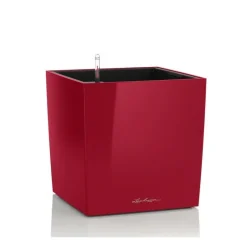 Vaso Cube 50 Set Completo-Lechuza Hot