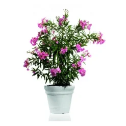 Vaso Doppio Bordo Liscio Ducale-Veca Clearance