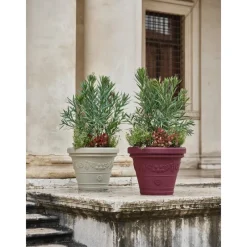 Vaso Festonato-Teraplast Best