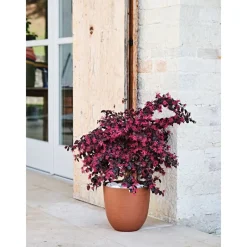 Vaso Over Eco Green-Teraplast Clearance